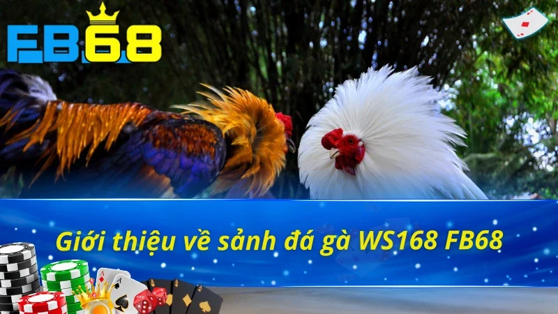 Đá Gà WS168 - Trải Nghiệm Đấu Trường Chọi Gà Kịch Tính Tại FB68 2 Vài nét về sảnh đá gà WS168 FB68 đỉnh cấp